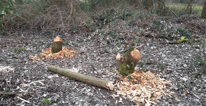 Biberspuren am Limmatspitz