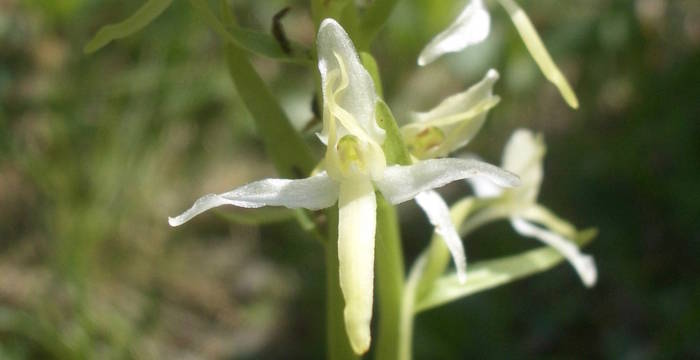 Breitkölbchen_cr_Ursina El Sammra