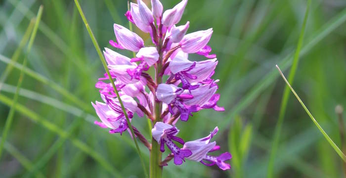 Helmknabenkraut_cr_Ursina El Sammra