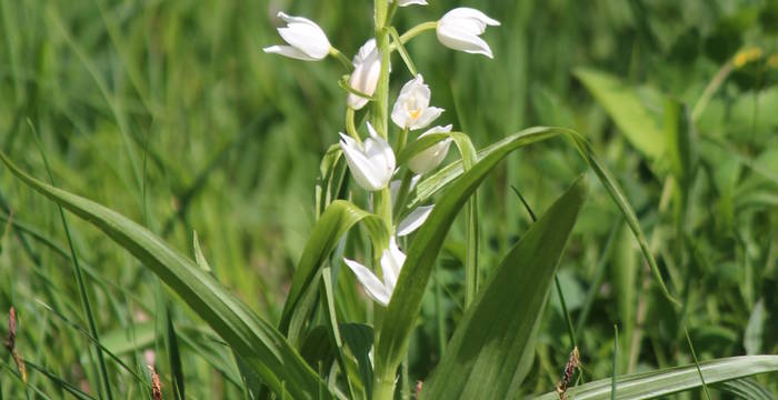 Waldvögelein_cr_Ursina El Sammra