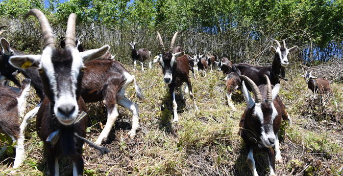 Bündner Strahlenziegen weiden am Bahndamm