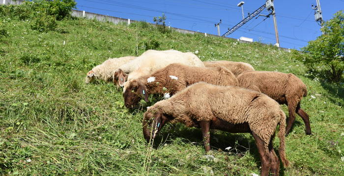 Engadinerschafe im Bahndamm