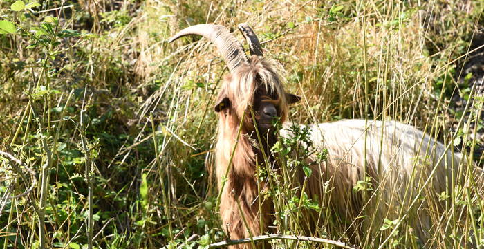 Kupferhalsziege im Bahndamm