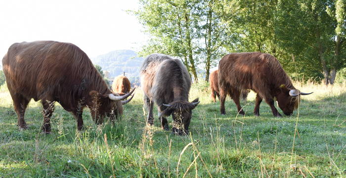 Schottische Hochlandrinder auf der Weide