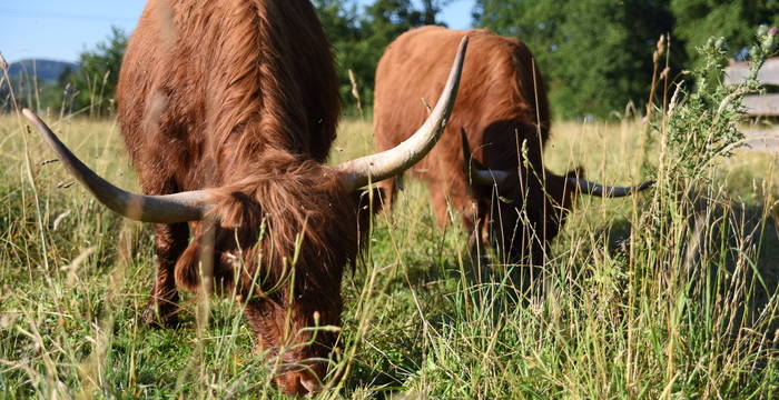 Schottische Hochlandrinder am Limmatspitz