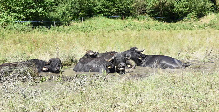 Wasserbüffel nehmen ein Schlammbad