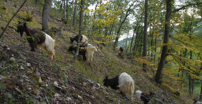 Ziegen weiden am Schenkenberg