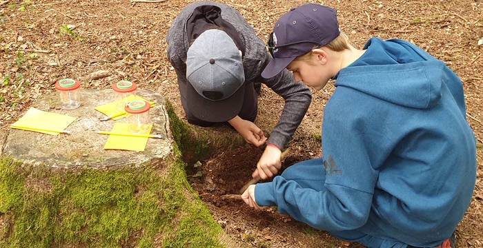 Tiere im Waldboden suchen
