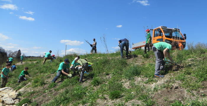 Juna am Hecken pflanzen