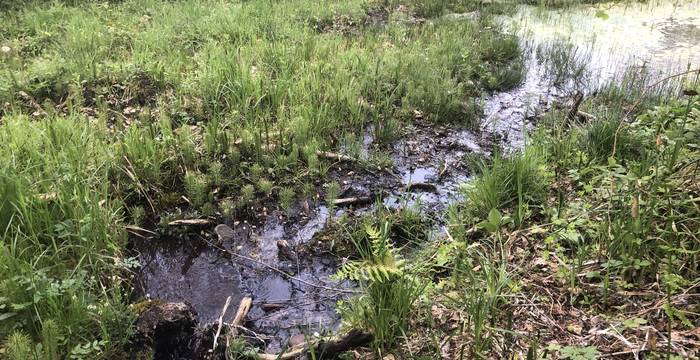 Abfliessende Quelle im Offenland