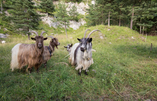 Ziegen in Kienberg
