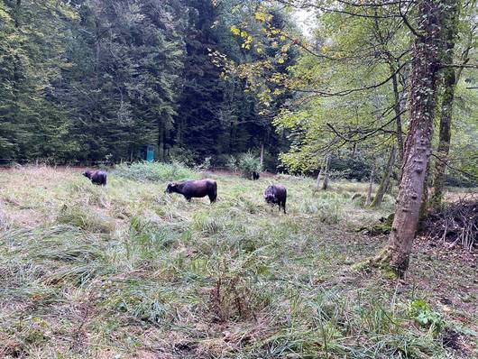 NSG Egelmoos mit Wasserbüfffel_1