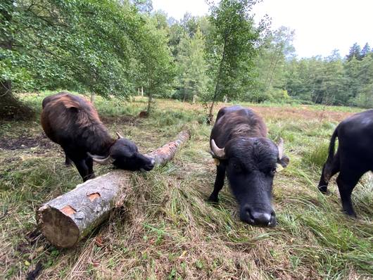 NSG Egelmoos mit Wasserbüffel_2