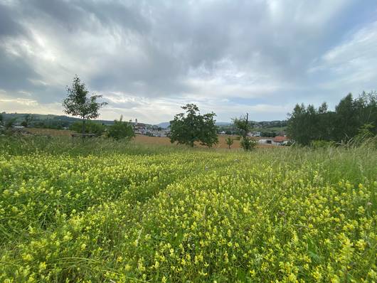 Seltene Bäume NSG Frick