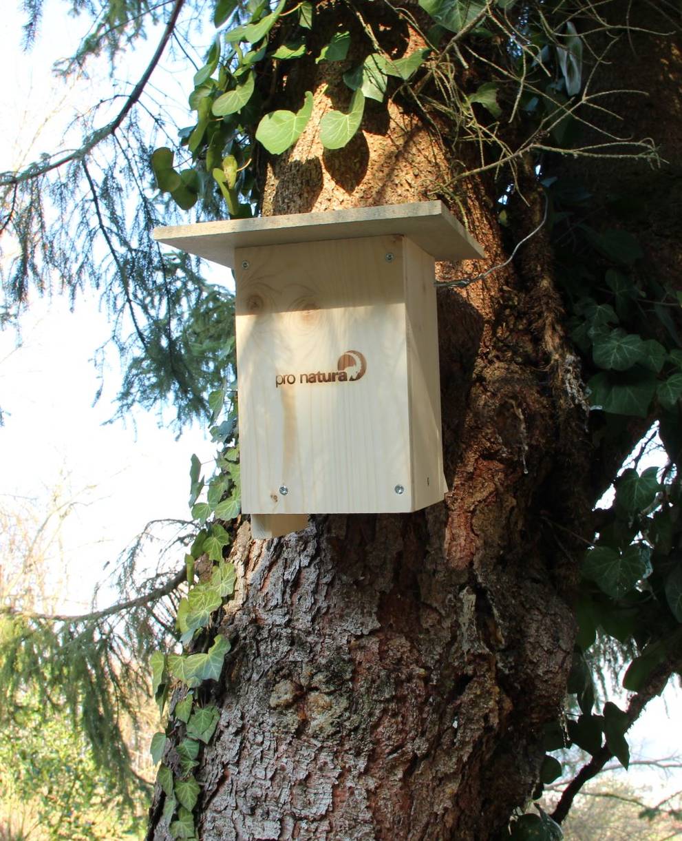 Haselmausnistkasten am Baum